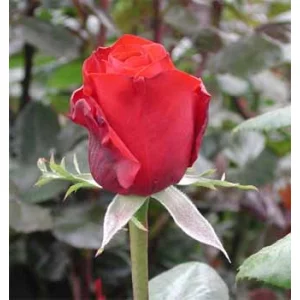 Роза "First red"